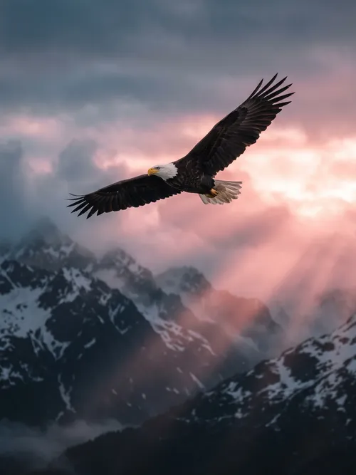 Weißkopfseeadler über Bergen