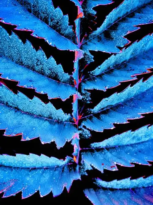 Abstract leaves