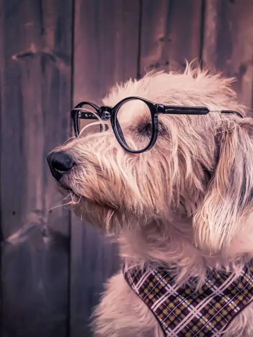 Dog with glasses