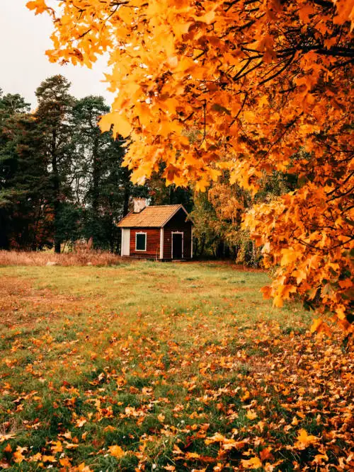 Field in autumn