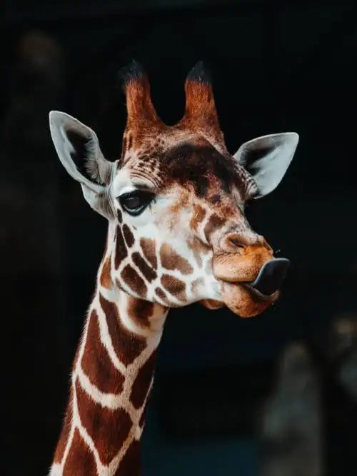 Giraffe sticks out its tongue