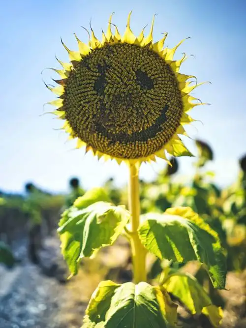 Happy sunflower