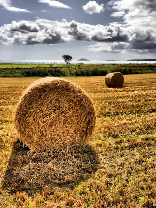 Hay bundle