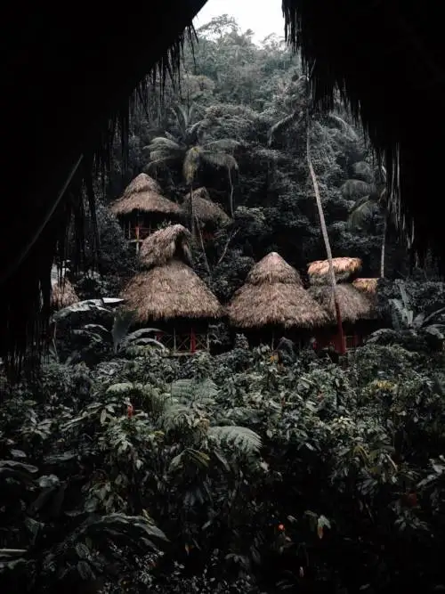 Jungle tree house