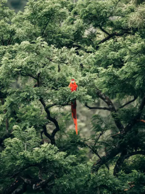 Parrot in the tree